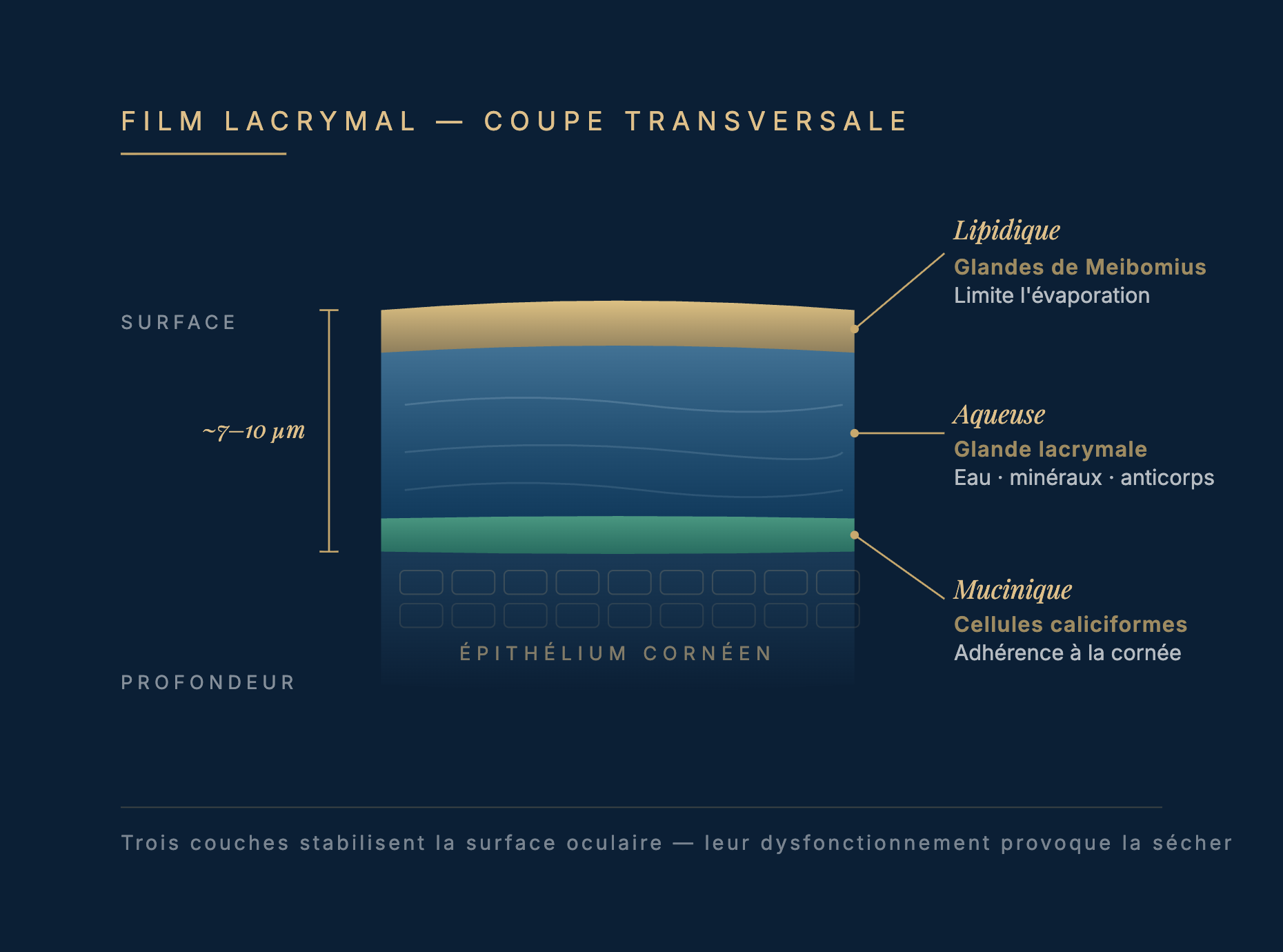 Schéma du film lacrymal en coupe transversale : couche lipidique (glandes de Meibomius, ~surface), couche aqueuse (glande lacrymale, eau · minéraux · anticorps), couche mucinique (cellules caliciformes, adhérence à la cornée), épaisseur totale ~7-10 µm.